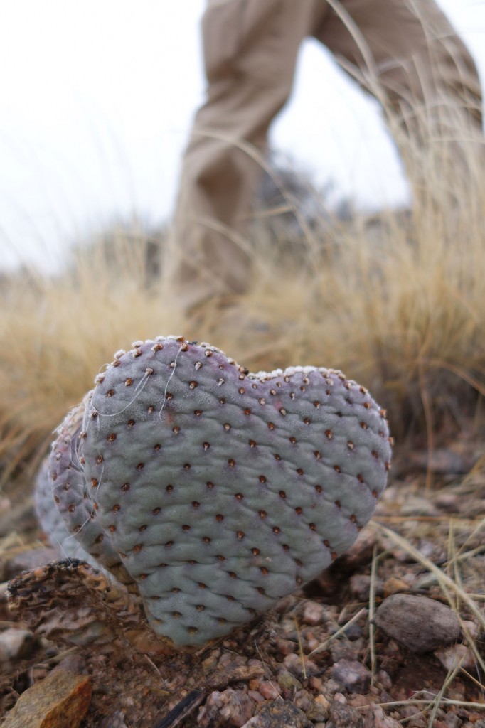 Heart cactus